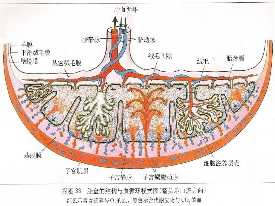 [药学]妊娠期合理用药--执业药师_第5页