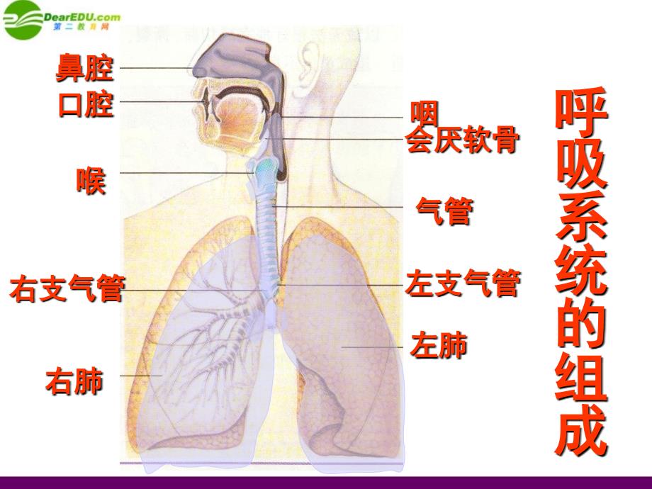 七年级生物下册第一节---呼吸道对空气的处理课件_第2页