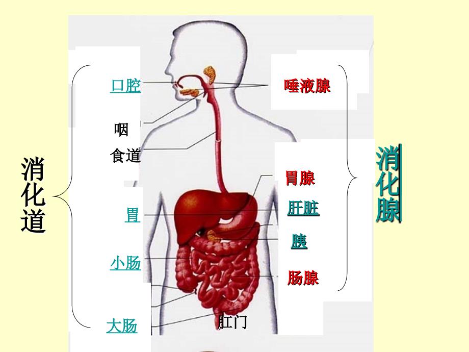 七年级生物第二节消化和吸收课件_第3页