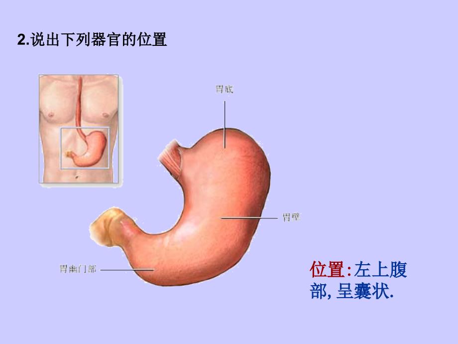 七年级生物第二节消化和吸收课件_第4页