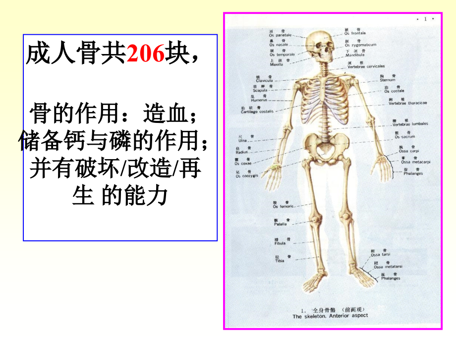 《人体解剖学》运动系统-骨与骨连接ppt课件-文档资料_第3页