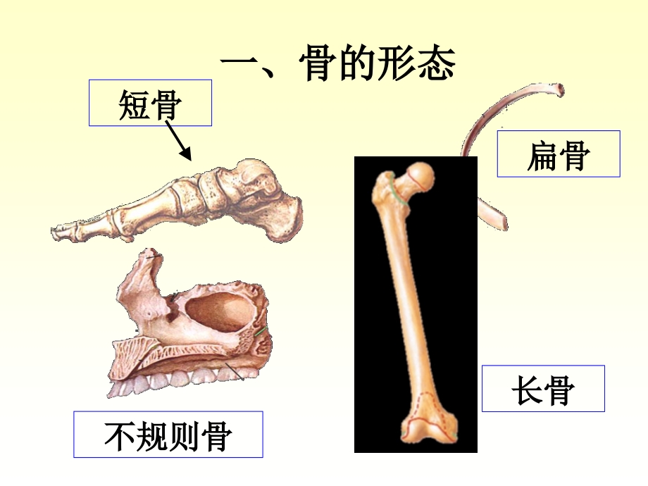 《人体解剖学》运动系统-骨与骨连接ppt课件-文档资料_第4页