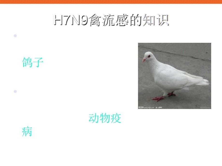 中小学生预防禽流感《h7n9可防可治不可怕》主题班会ppt多媒体课件剖析_第5页