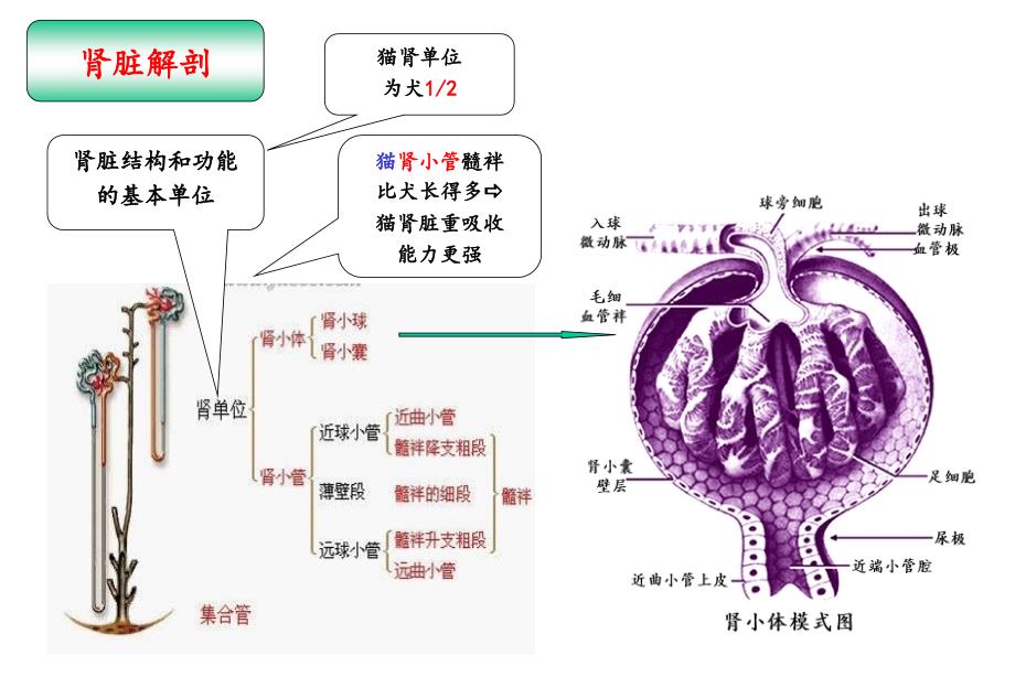 专题五、-犬猫肾衰综合征_第3页