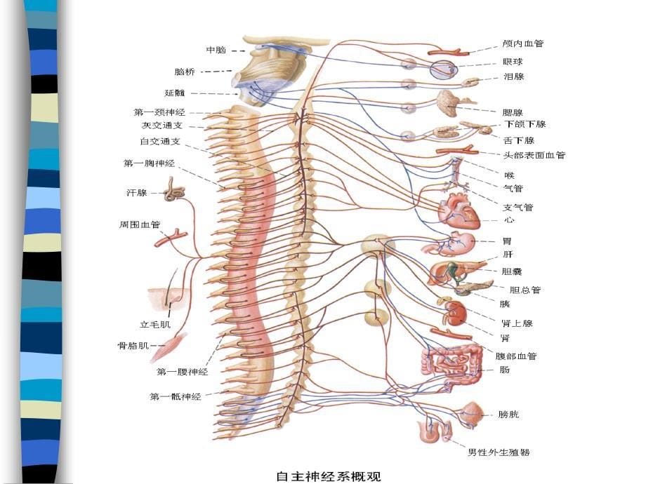 神经系统ppt课件(1)_第5页