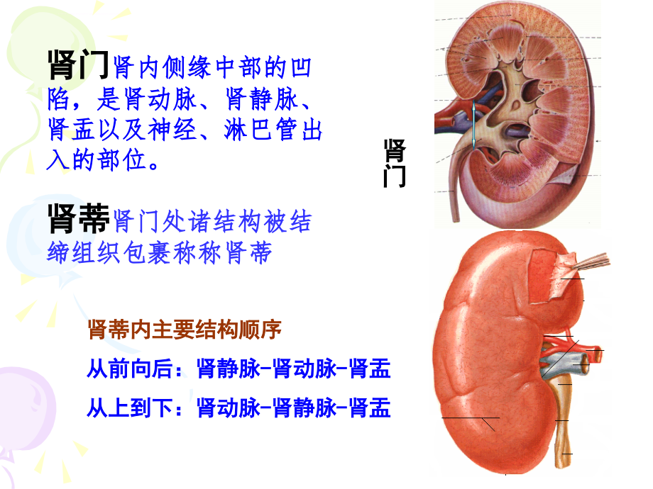 系统解剖学精品课件第四章-泌尿系统资料_第4页