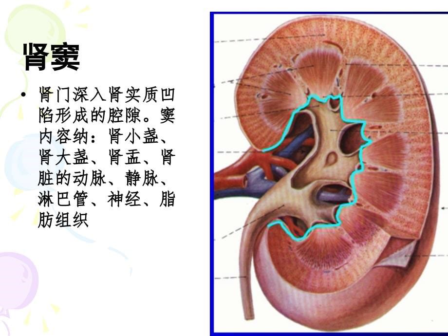 系统解剖学精品课件第四章-泌尿系统资料_第5页