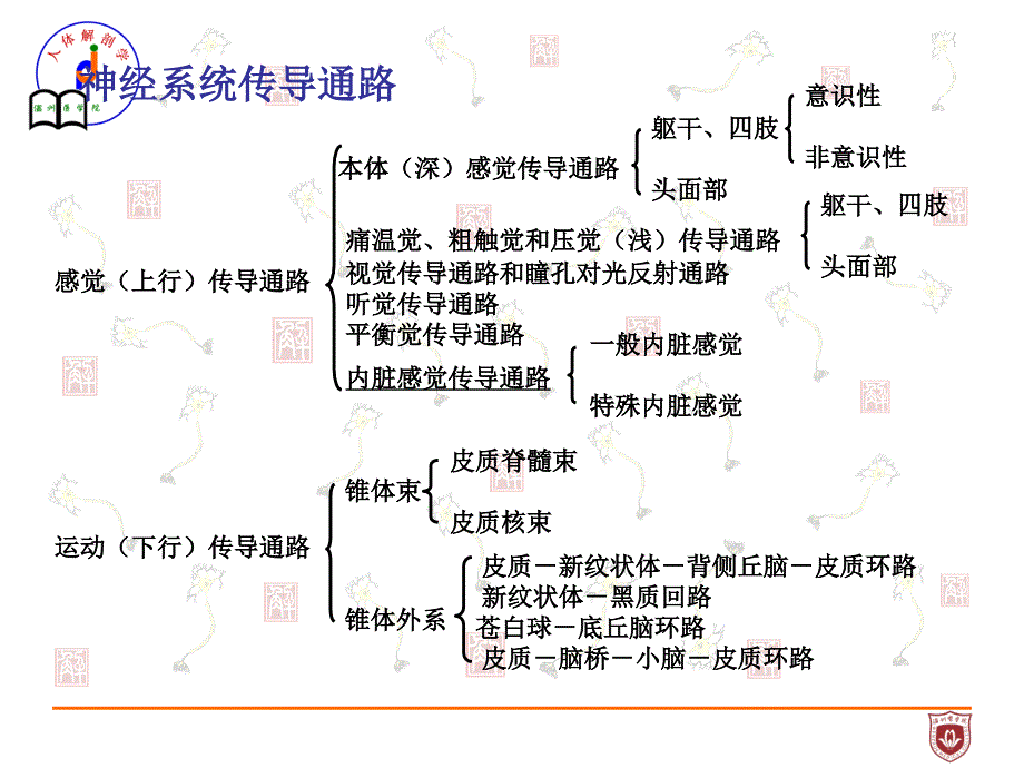 温州医学院系统解剖之神经传导通路_第1页