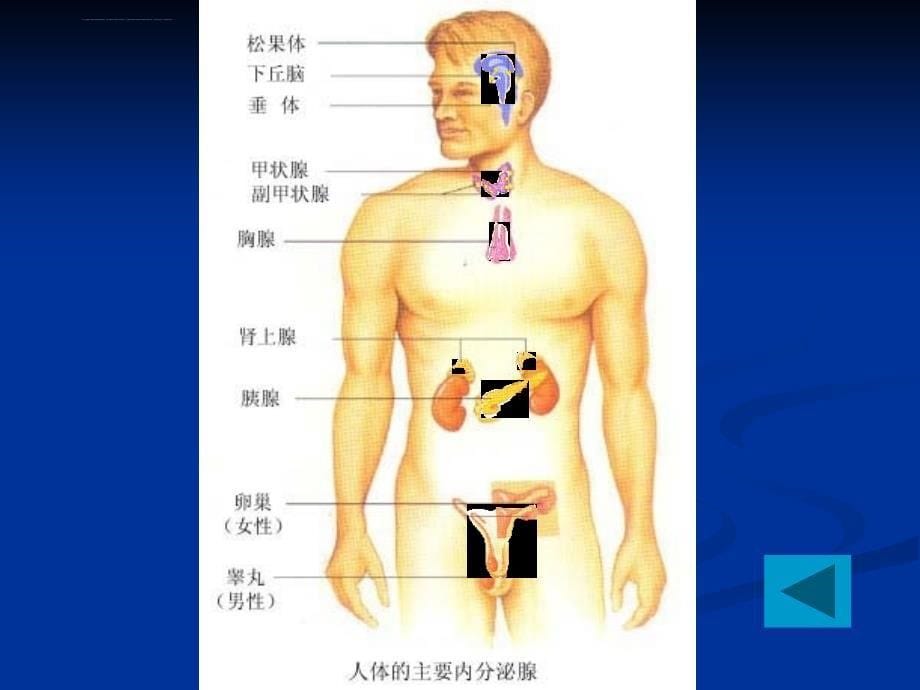 内分泌功能的检验-课件_第5页