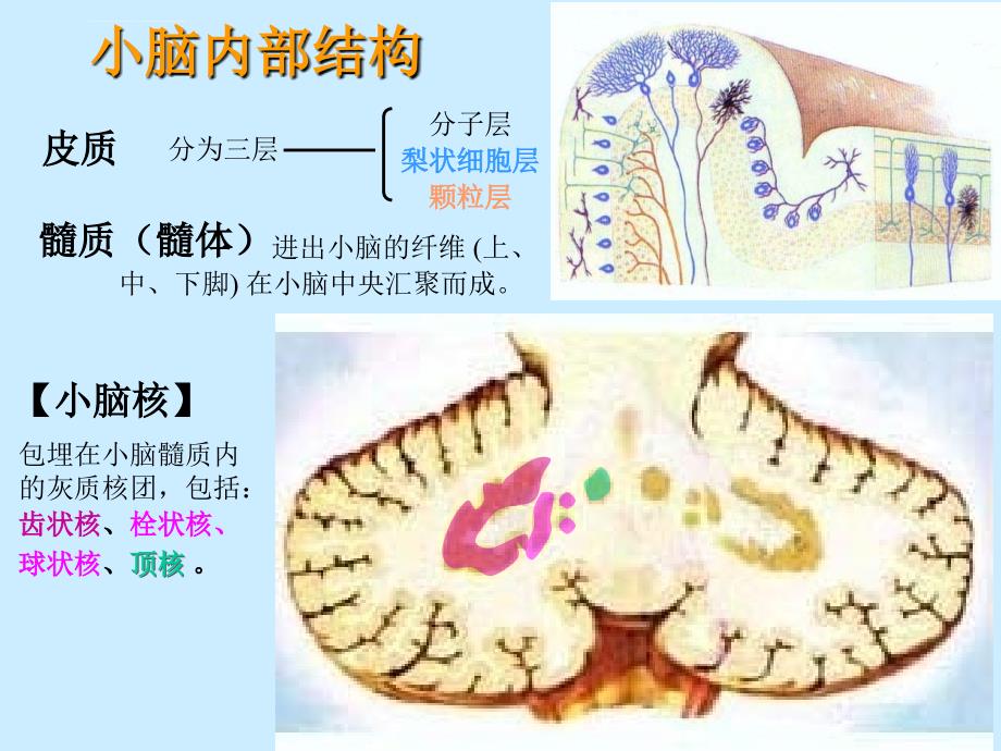 小脑间脑大脑蒋波课件_第2页