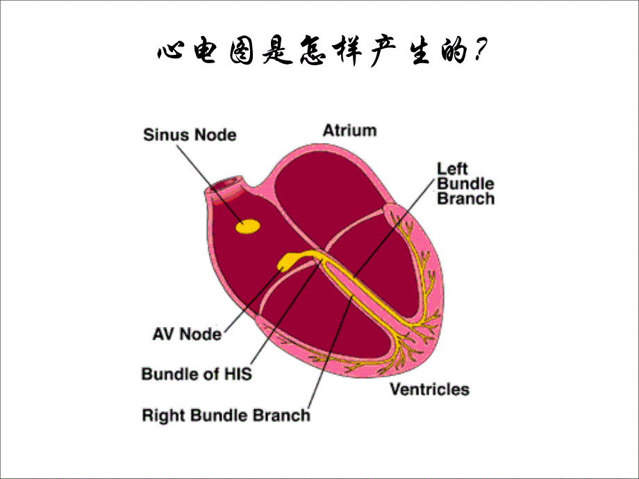 心电图讲座(上)剖析_第2页