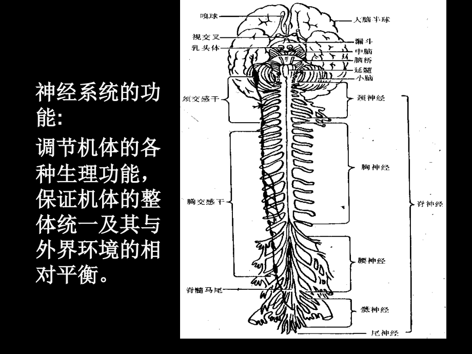 现代基础医学概论第三章--神经系统_第3页