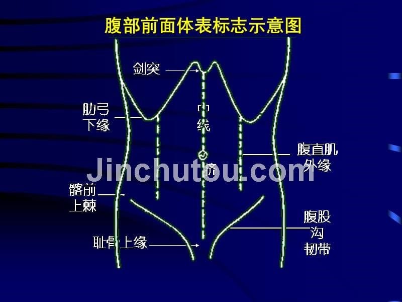 腹部和曾脊柱四肢检查_第5页