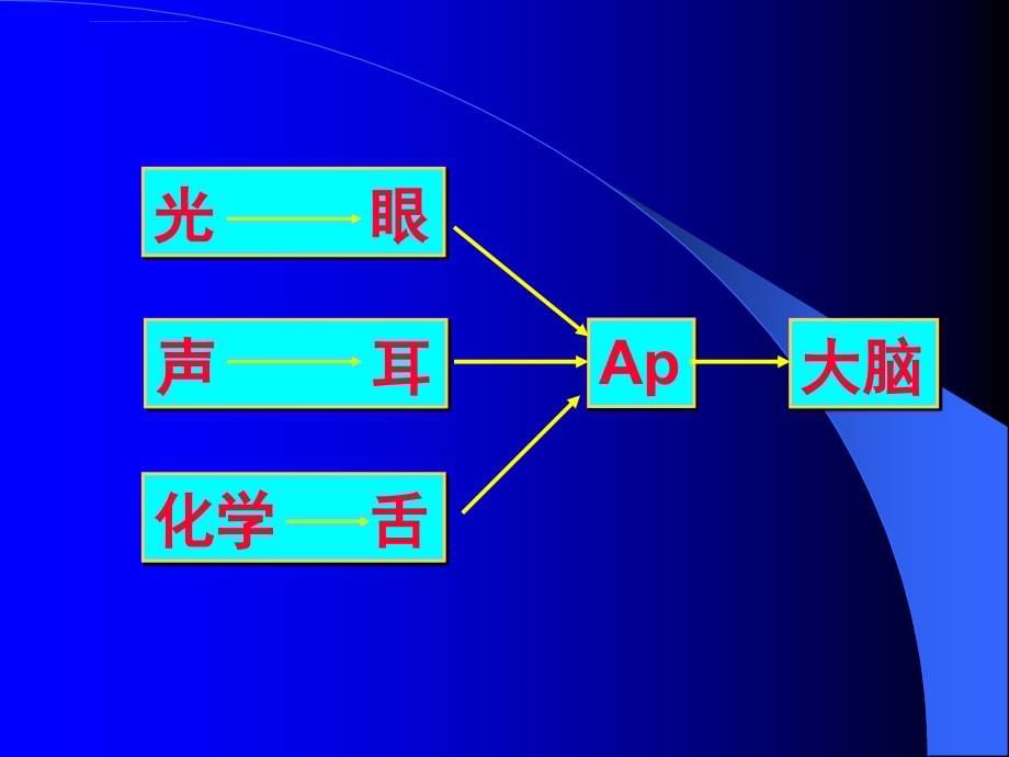 修讲义第十章感觉器官的功能-上-524概要_第5页