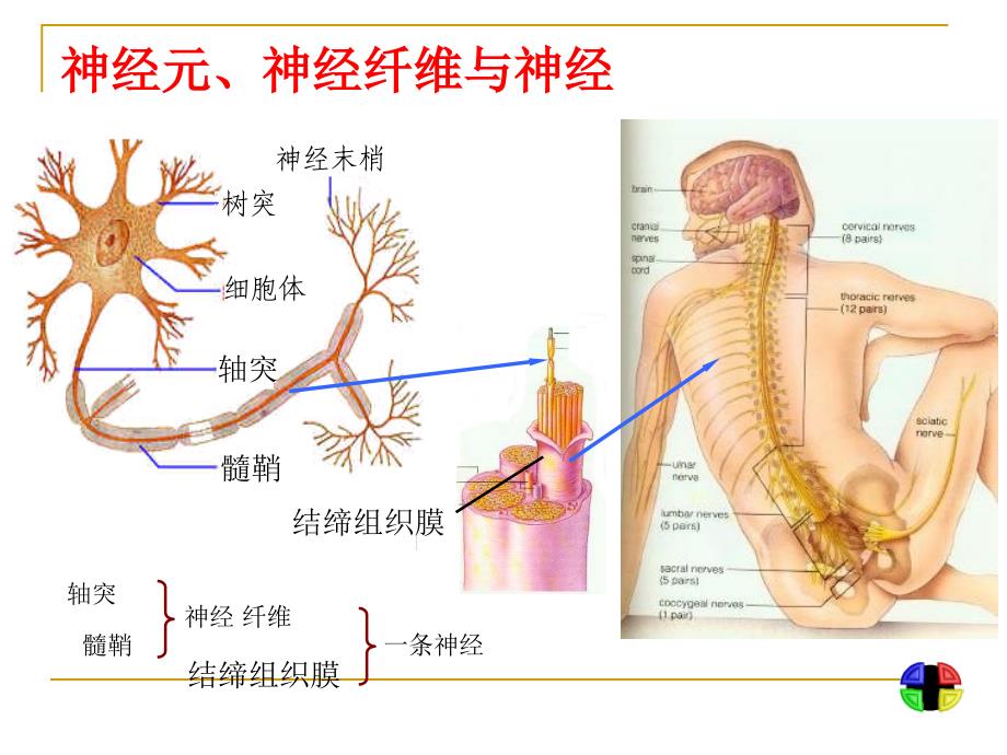 人体生命活动的神经调ppt_第4页