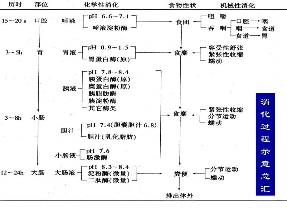 动物生理学--消化与吸收-课件_第5页