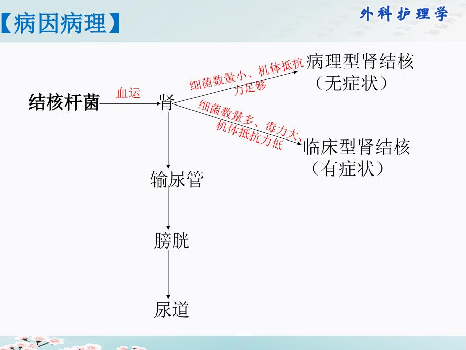 泌尿男性生殖结核病人的护理_第4页