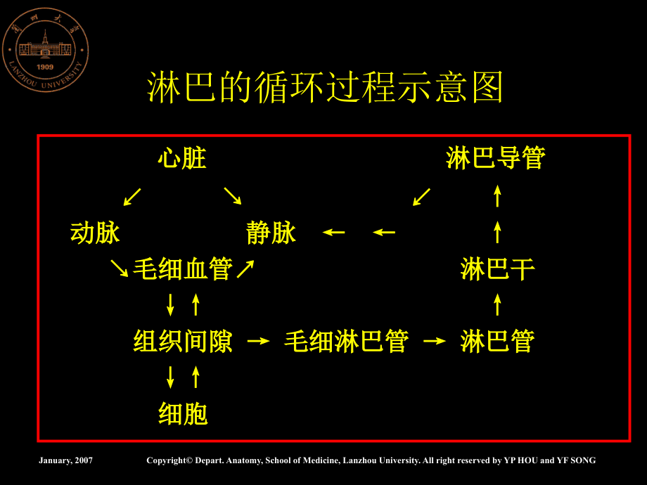 淋巴系统0-文档资料_第4页