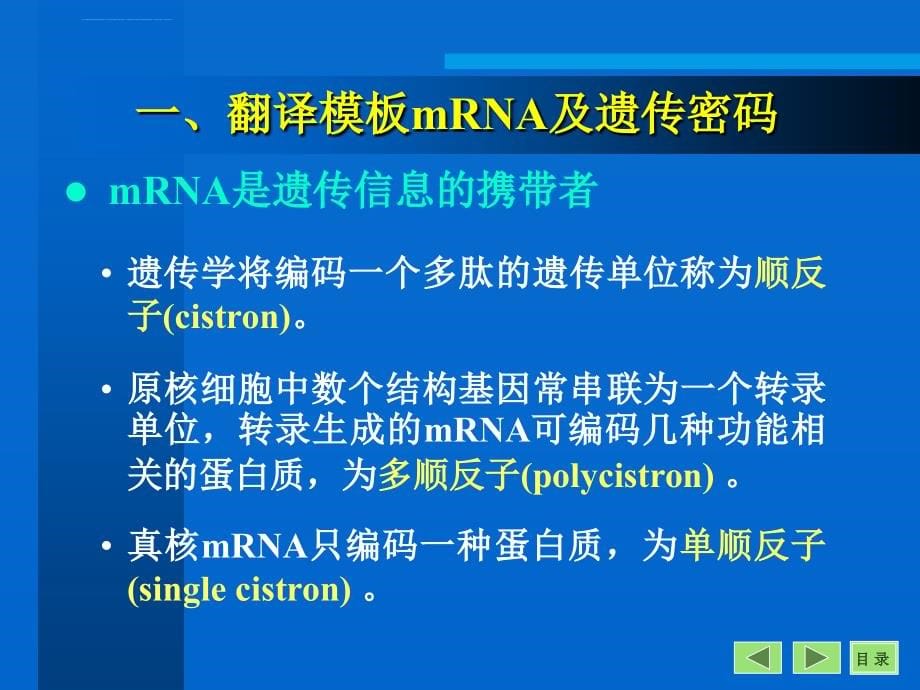 沈阳药科大学生物化学课件——第12章-翻译_第5页