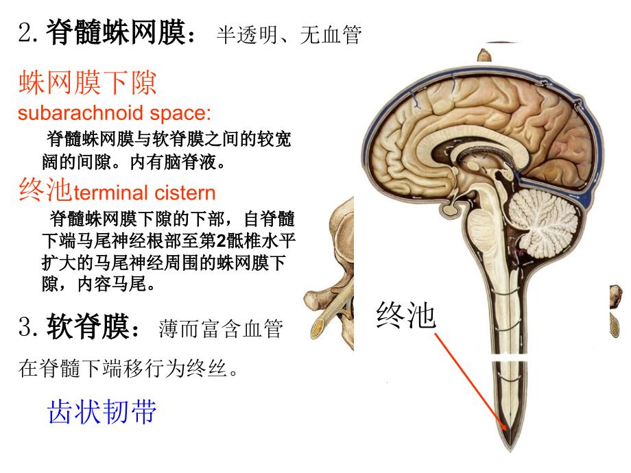 局解---脑脊髓被膜及血管_第3页