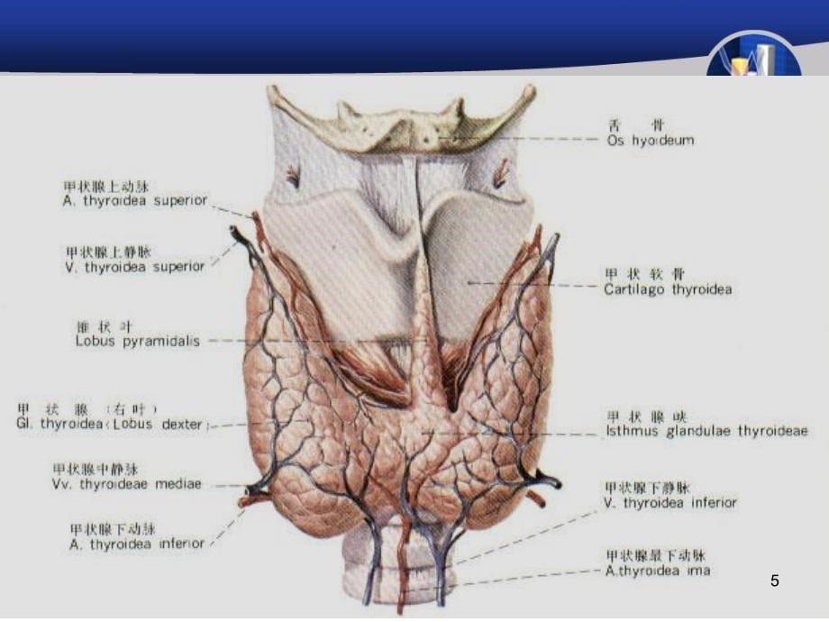 甲状腺疾病课件-1_第5页