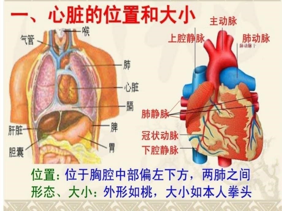 冠心病三级预防1_第5页