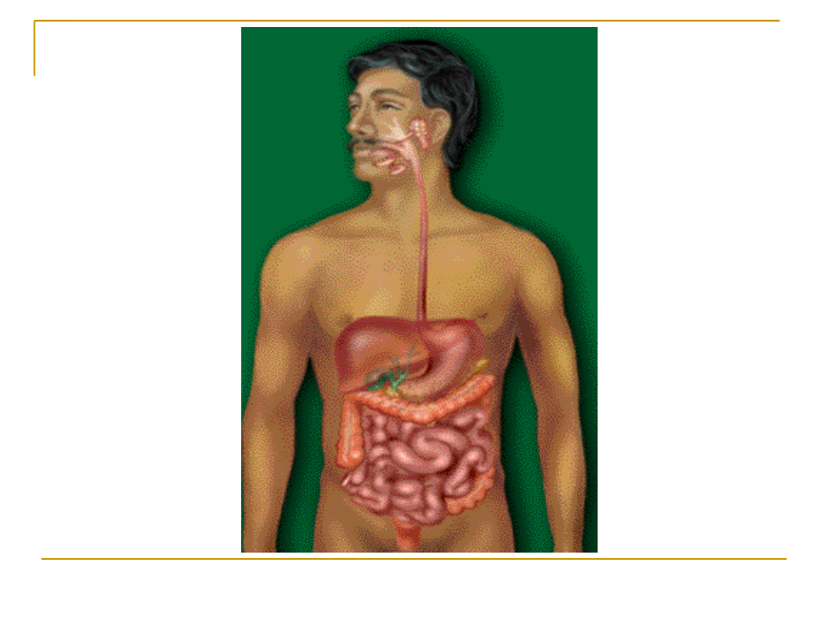 人体健康与疾病(消化吸收)._第3页