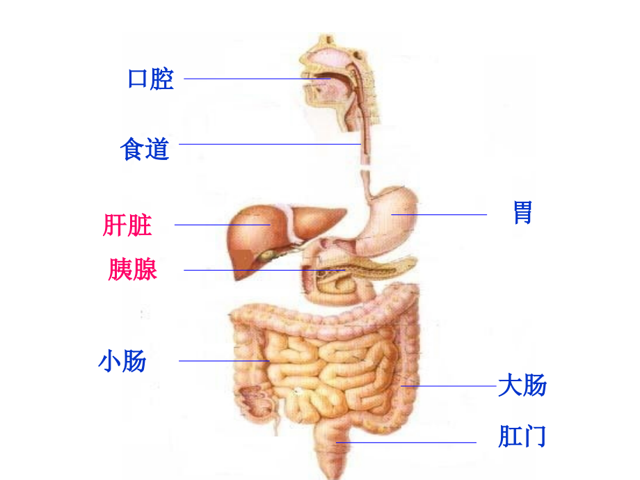 人体健康与疾病(消化吸收)._第4页