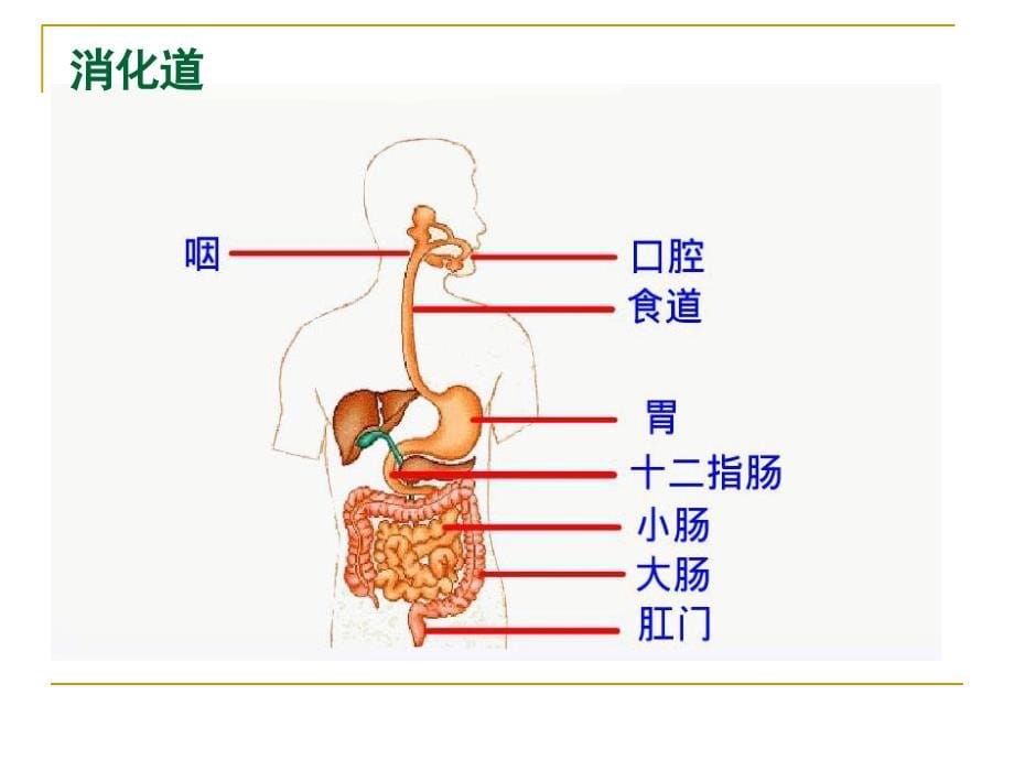 人体健康与疾病(消化吸收)._第5页