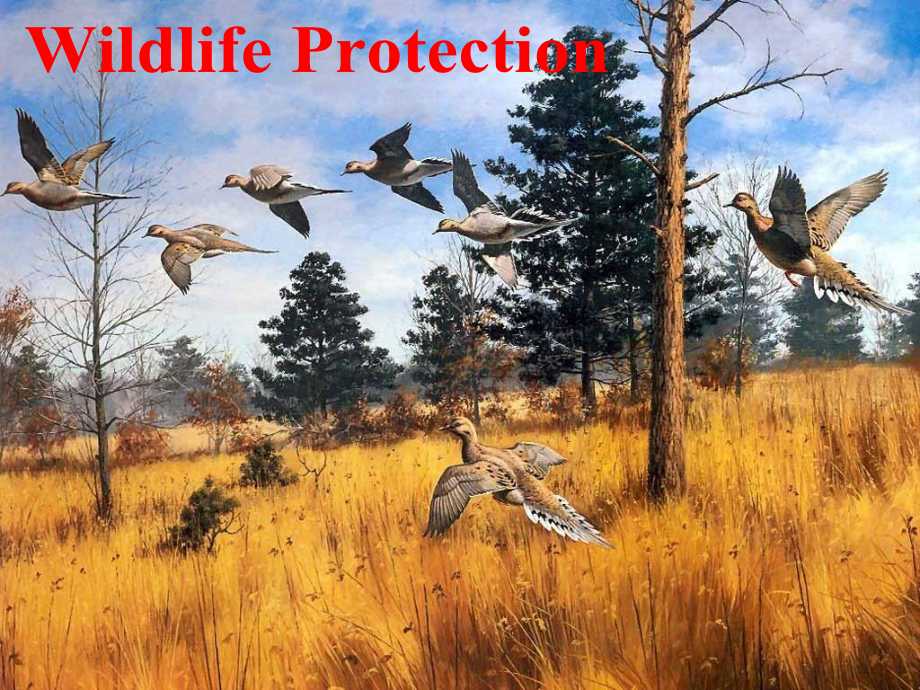 人教新课标高中英语必修二：Unit4 WIldlife protection-Reading课件_第1页