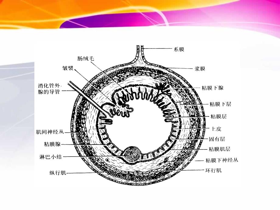 猪的内脏消化系统_第4页