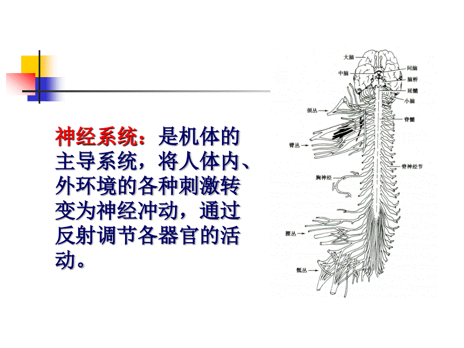 神经系统总论周围神经系统(一)_第1页