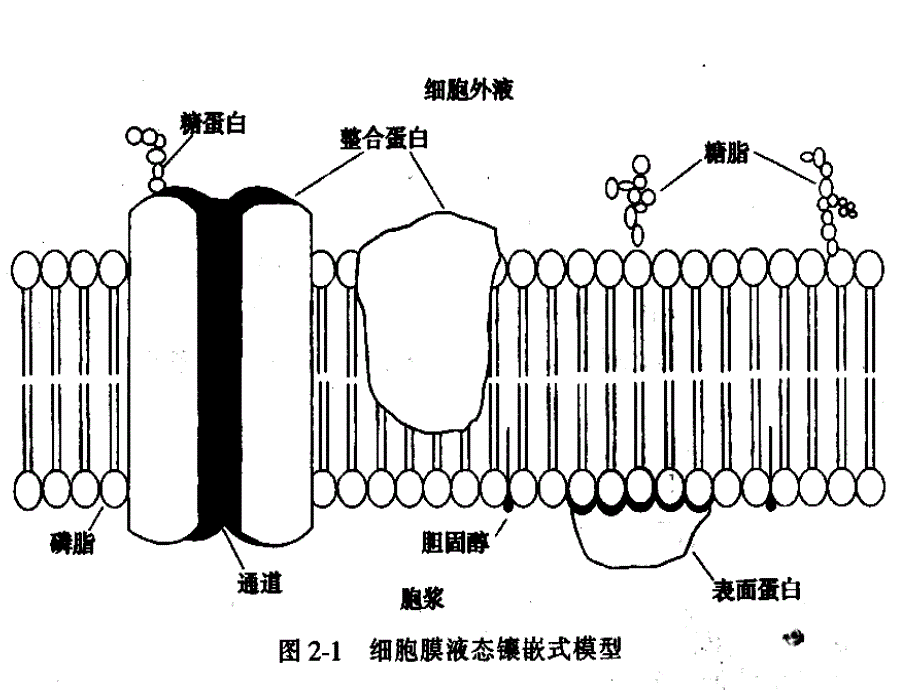 d细胞的基本功能_第4页