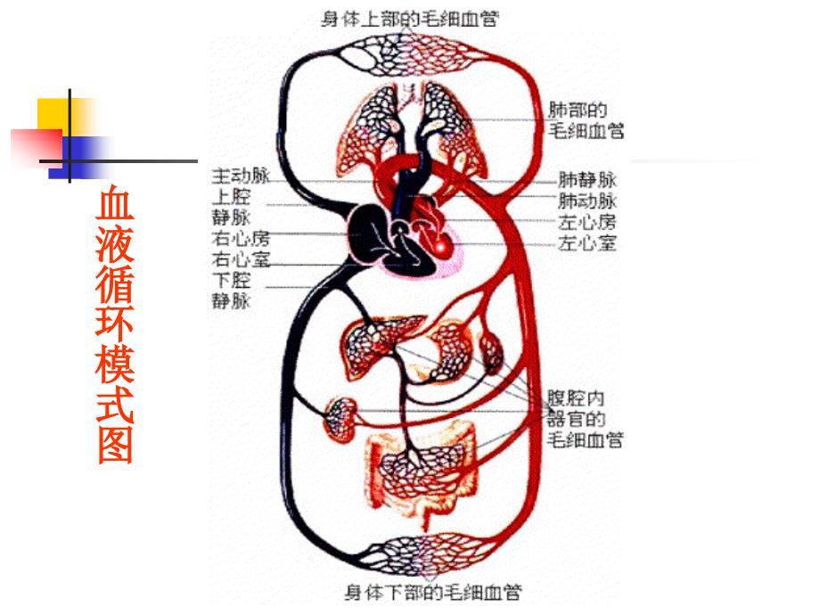 大学运动生理学学血液循环讲义_第4页