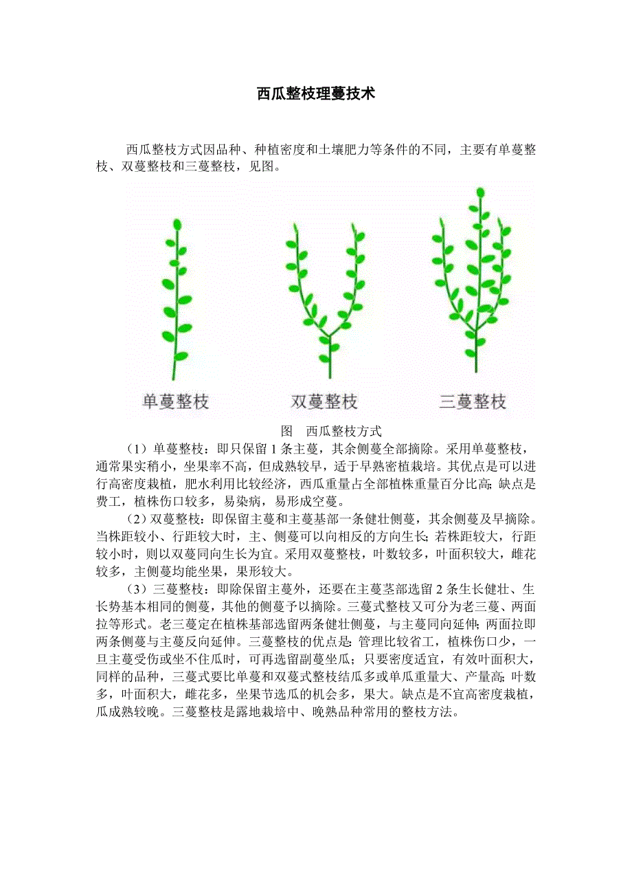 西瓜整枝理蔓技术_第1页