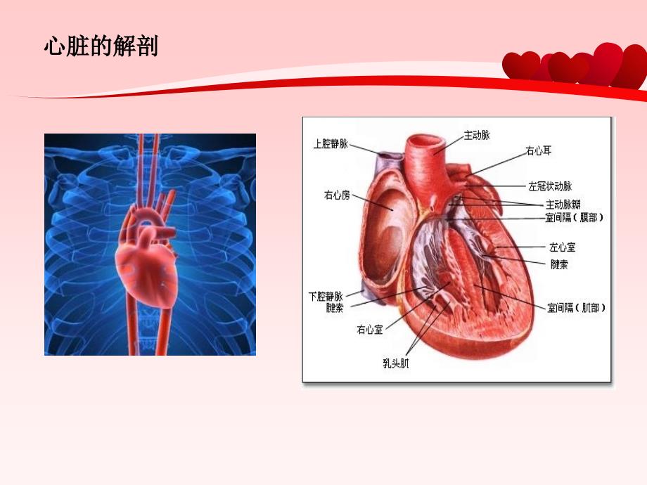 心脏病的预防与治疗(精)_第2页