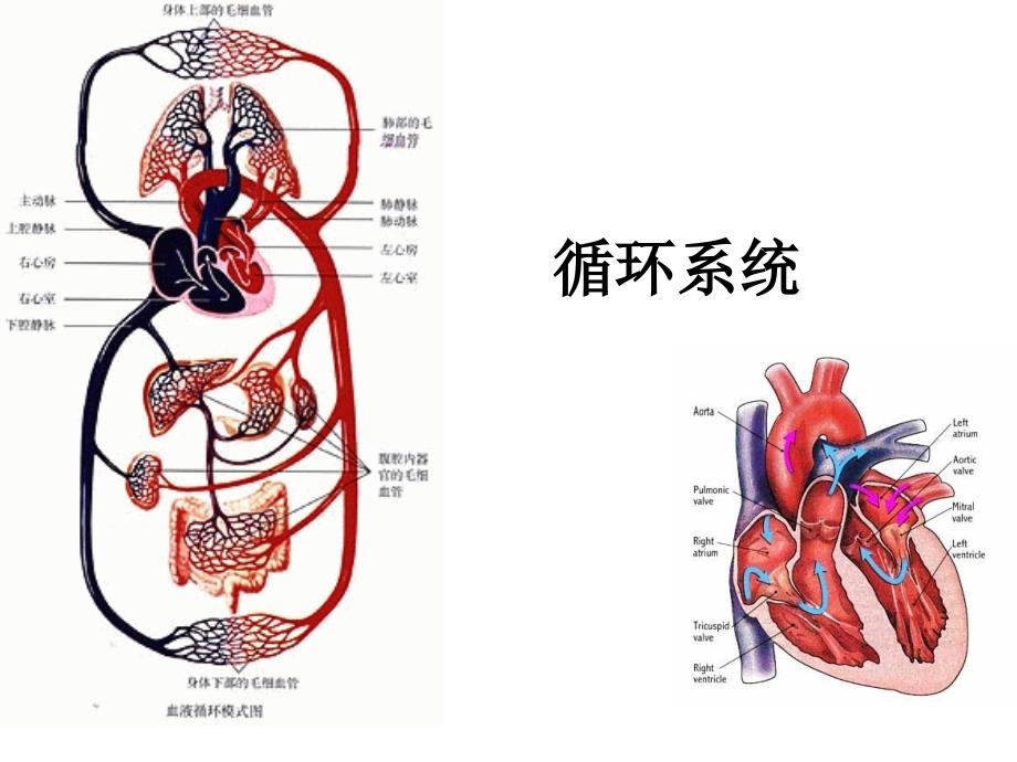 循环系统(泵生理).(1)_第1页