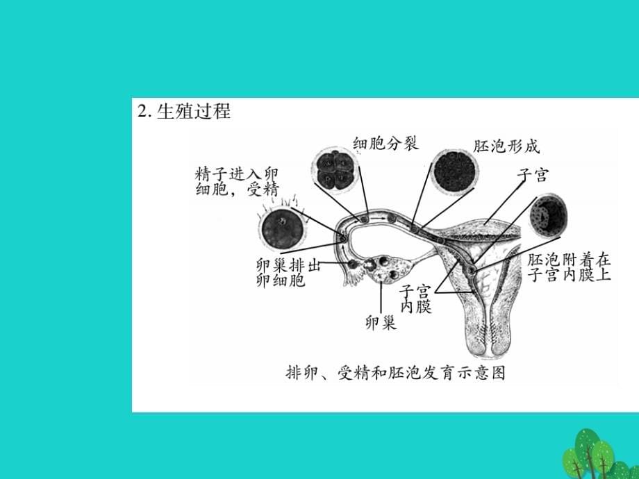 中考生物总复习 第4单元 生物圈中的人课件 新人教版1_第5页