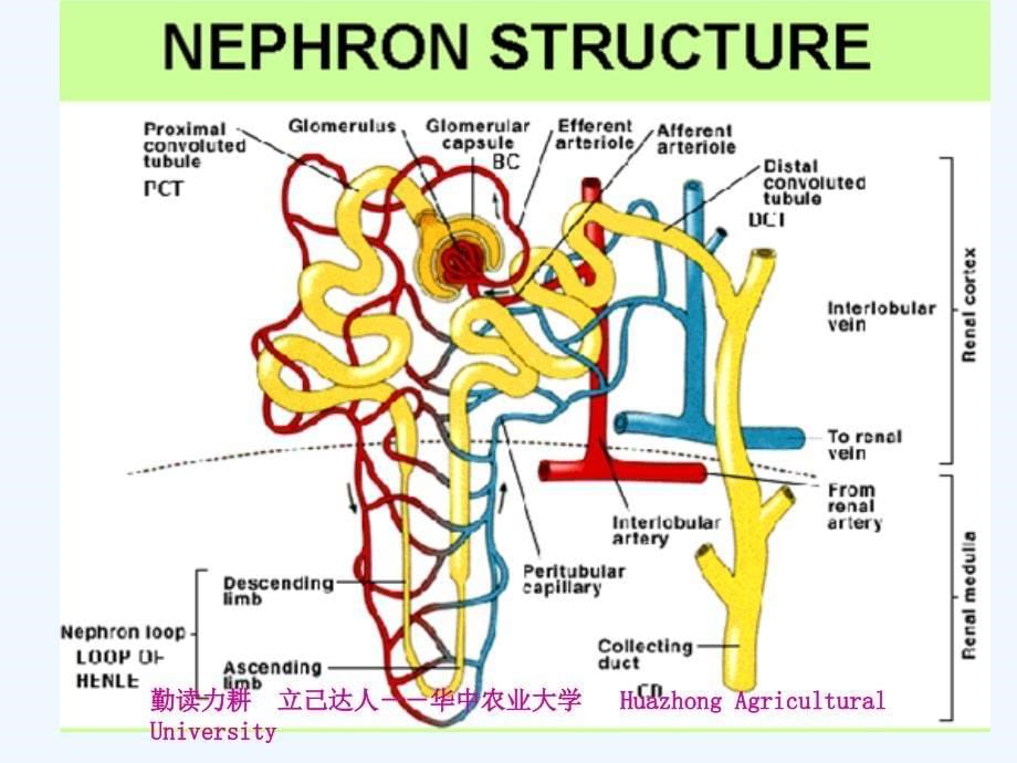 动物病理学13第十三章--肾功能不全ppt课件_第5页