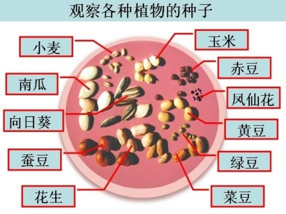 《种子》课件(完整)分析(1)_第2页