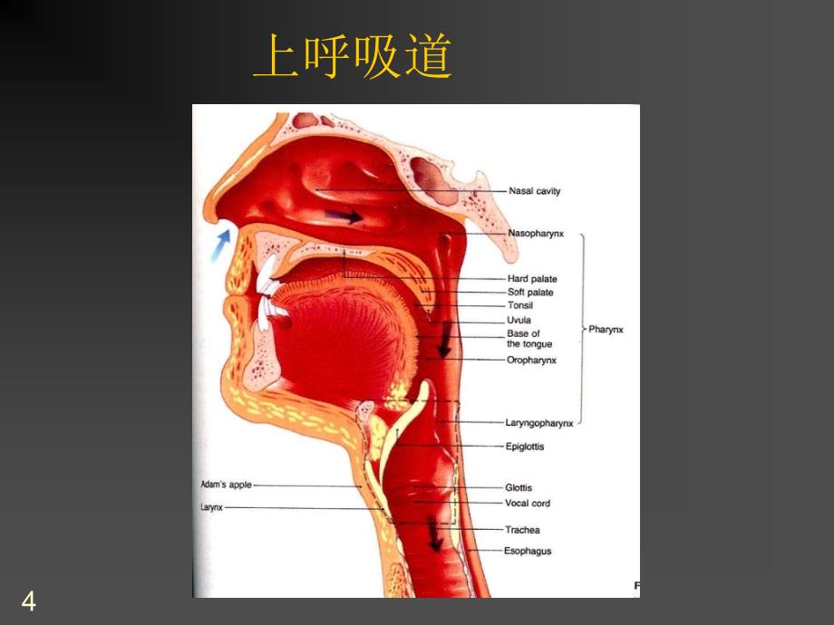 气管插管的作用_第4页