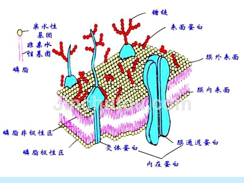 医药学基础ppt课件完整版_第5页