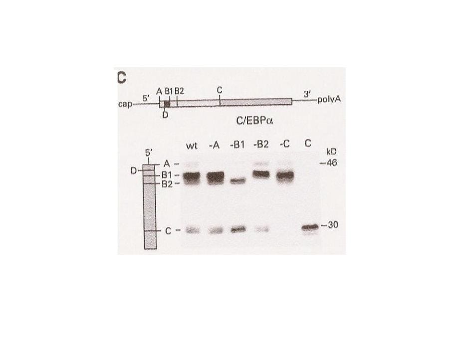 分子肿瘤学--增强子结合蛋白cebpα与细胞的增生、分化和肿瘤课件_第5页