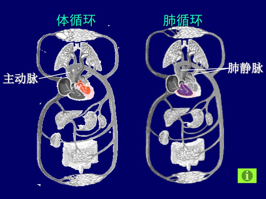 循环系统疾病的护理(1)_第3页