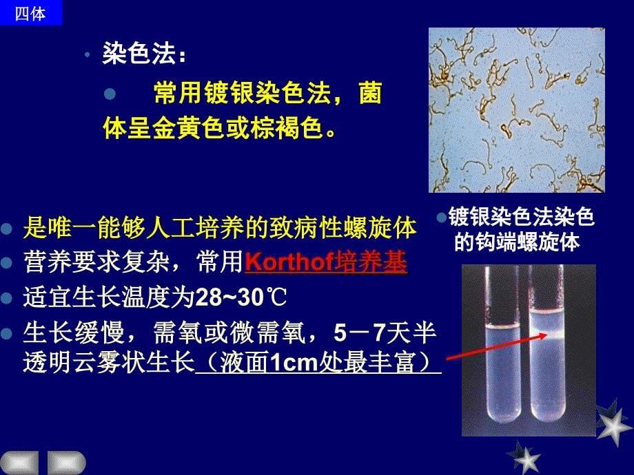 医学微生物学ppt课件_第5页