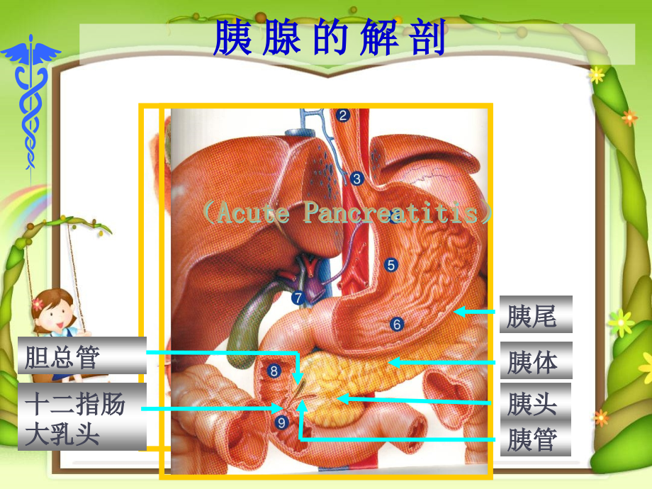 修——急性胰腺炎-ppt课件_第4页