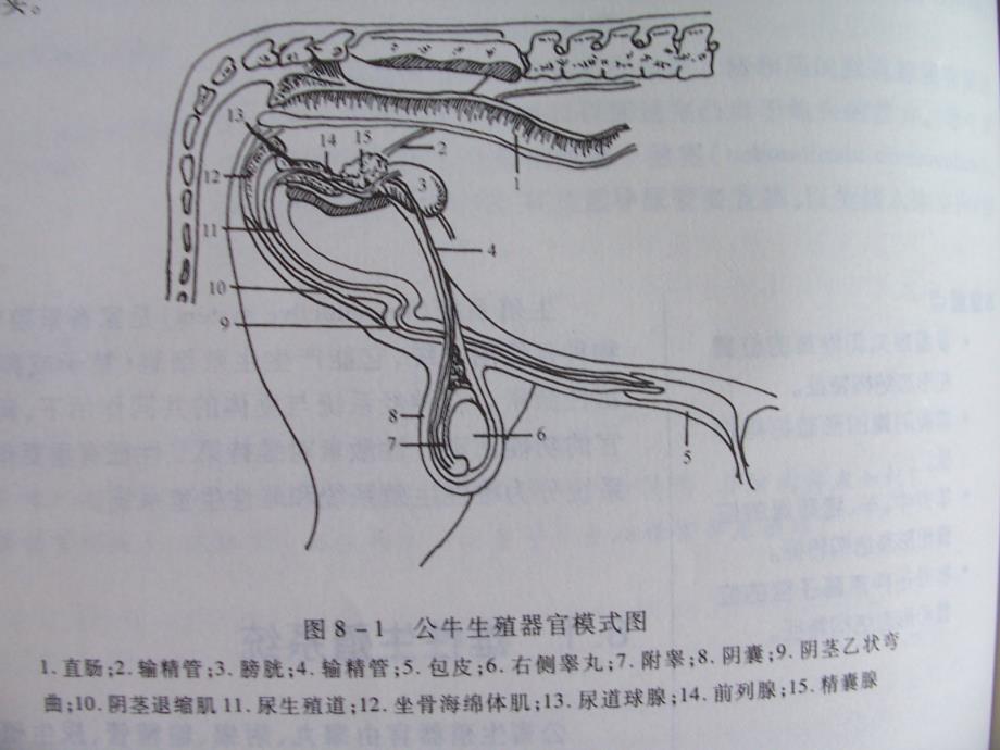 ppt11-动物解剖组织胚胎及生理学_第3页