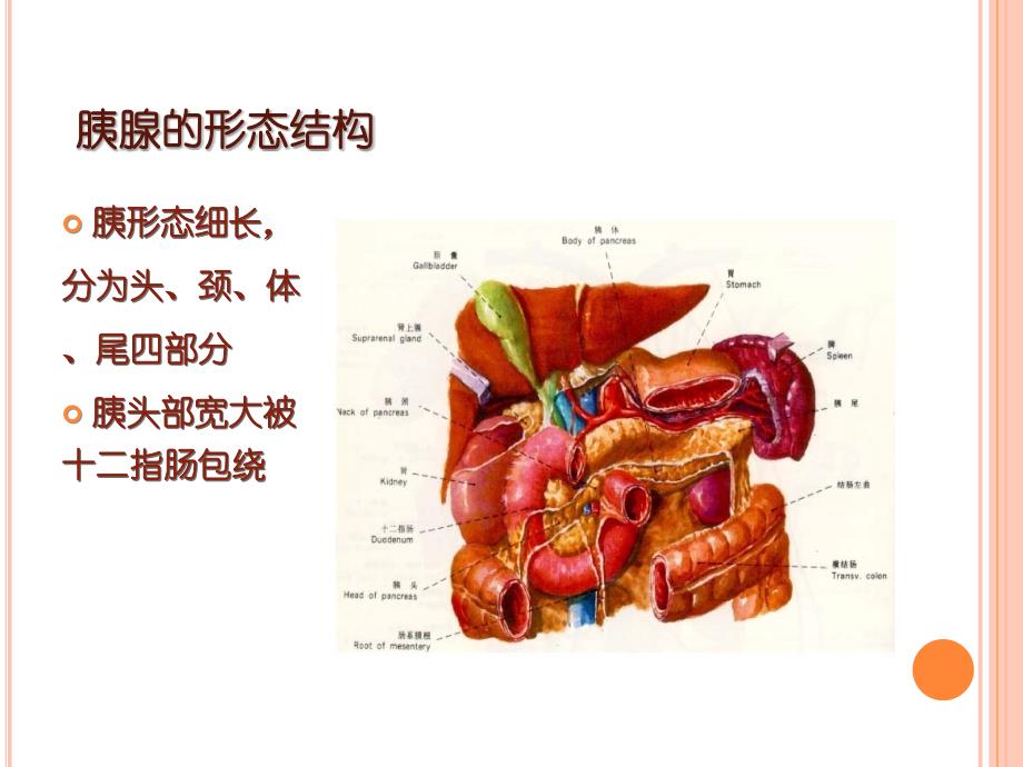 胰腺炎护理查房详解_第4页