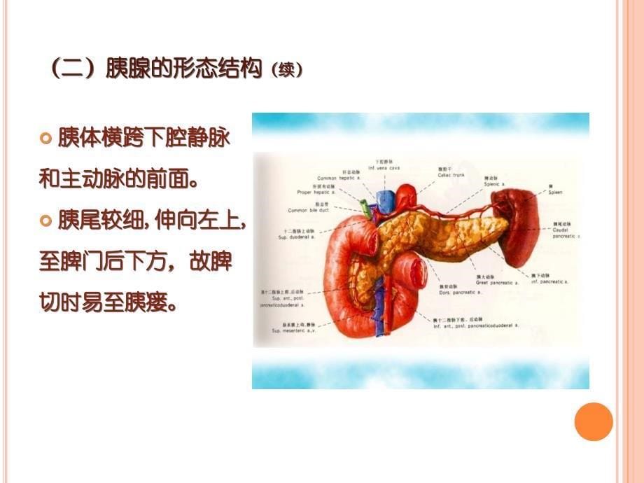 胰腺炎护理查房详解_第5页