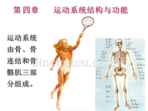 中医药大学人体解剖生理学课件jc整理-第四章-运动系统结构与功能